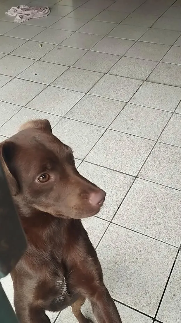 Cachorro raça SRD-ViraLata idade 7 a 11 meses nome Belinha