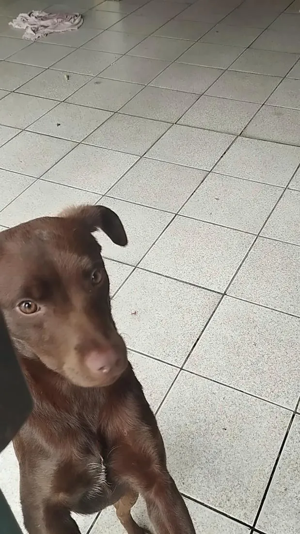 Cachorro raça SRD-ViraLata idade 7 a 11 meses nome Belinha