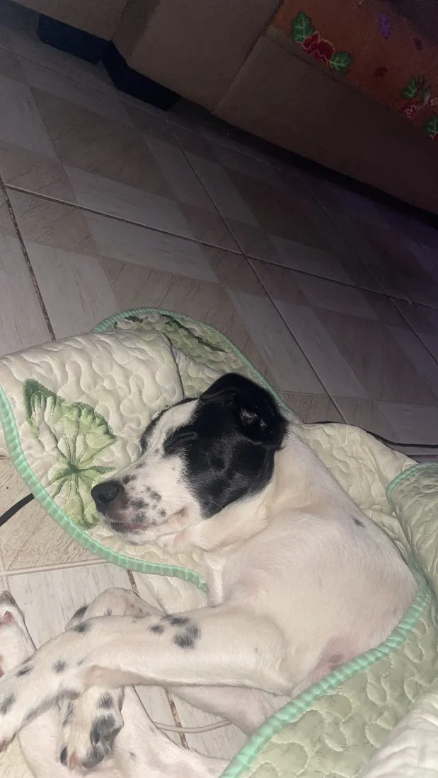 Cachorro raça SRD-ViraLata idade 2 a 6 meses nome Pandora 