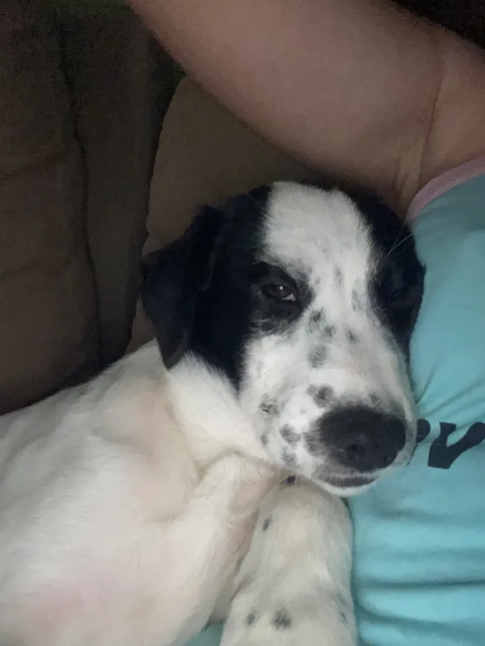 Cachorro raça SRD-ViraLata idade 2 a 6 meses nome Pandora 