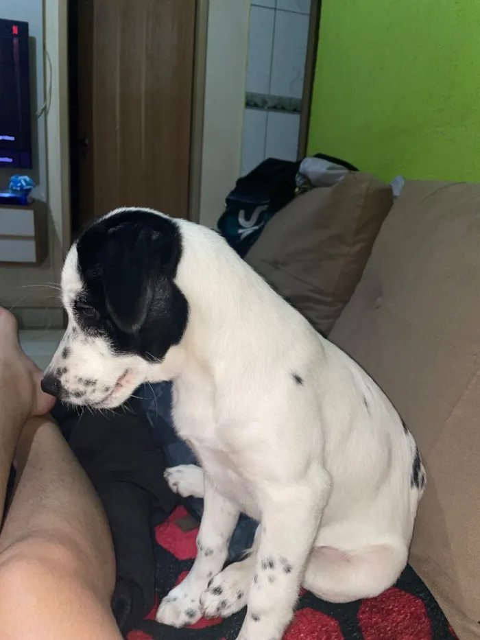 Cachorro raça SRD-ViraLata idade 2 a 6 meses nome Pandora 