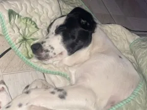 Cachorro raça SRD-ViraLata idade 2 a 6 meses nome Pandora 
