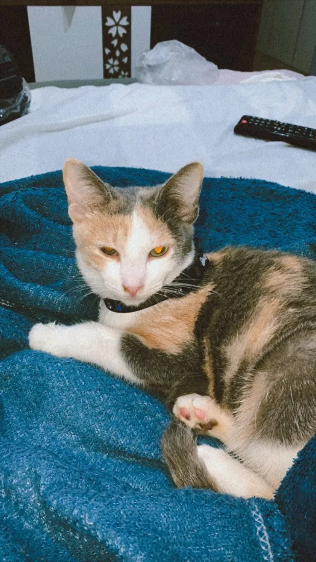 Gato raça SRD-ViraLata idade 1 ano nome Bella (11)92192-5814