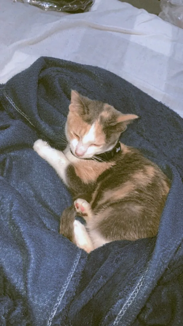 Gato raça SRD-ViraLata idade 1 ano nome Bella (11)92192-5814
