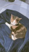 Bella (11)92192-5814