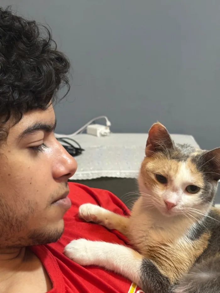 Gato raça SRD-ViraLata idade 1 ano nome Bella (11)92192-5814