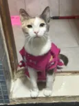 Bella (11)92192-5814