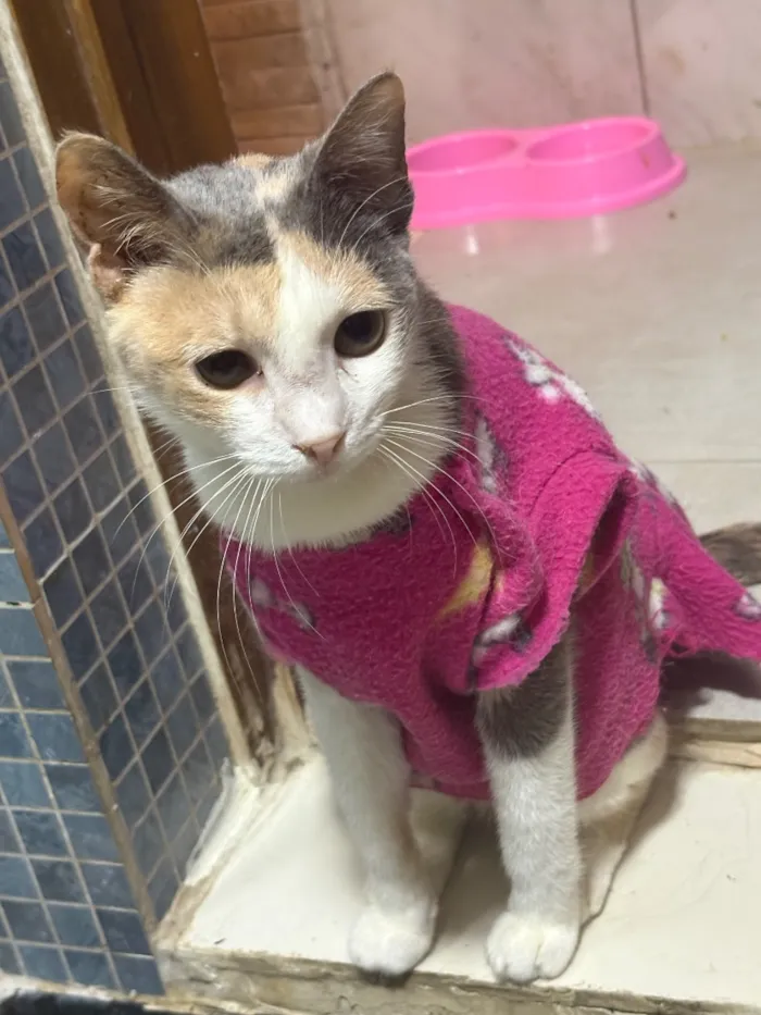 Gato raça SRD-ViraLata idade 1 ano nome Bella (11)92192-5814