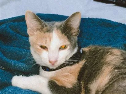 Gato raça SRD-ViraLata idade 1 ano nome Bella (11)92192-5814