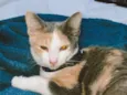 Bella (11)92192-5814