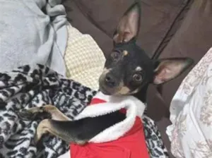 Cachorro raça Pinscher idade 2 anos nome Kiara 