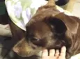 Belinha