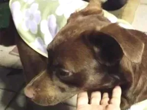 Cachorro raça SRD-ViraLata idade 7 a 11 meses nome Belinha