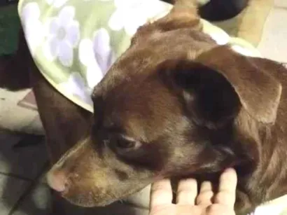 Cachorro raça SRD-ViraLata idade 7 a 11 meses nome Belinha