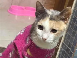 Gato raça SRD-ViraLata idade 1 ano nome Bella (11)92192-5814