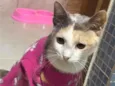 Bella (11)92192-5814