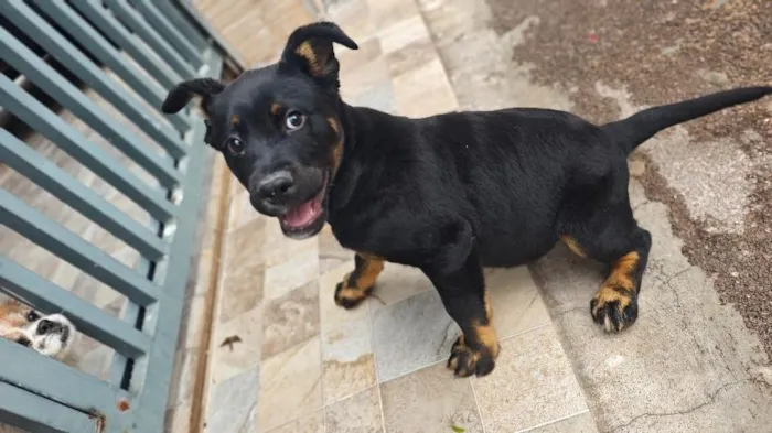 Cachorro raça SRD-ViraLata idade 2 a 6 meses nome Cão encontrado na rua. não sei a raça 