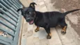 Cão encontrado na rua. não sei a raça