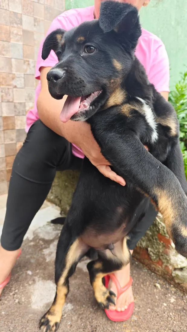 Cachorro raça SRD-ViraLata idade 2 a 6 meses nome Cão encontrado na rua. não sei a raça 