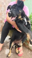 Cão encontrado na rua. não sei a raça