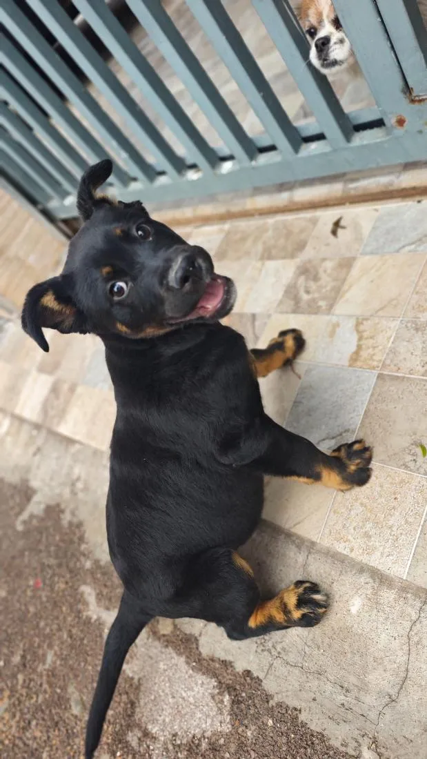 Cachorro raça SRD-ViraLata idade 2 a 6 meses nome Cão encontrado na rua. não sei a raça 