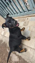 Cão encontrado na rua. não sei a raça