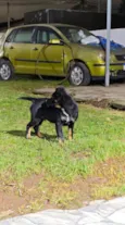 Cão encontrado na rua. não sei a raça 