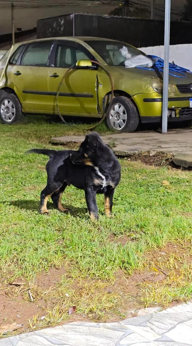 Cachorro raça SRD-ViraLata idade 2 a 6 meses nome Cão encontrado na rua. não sei a raça 