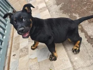 Cachorro raça SRD-ViraLata idade 2 a 6 meses nome Cão encontrado na rua. não sei a raça 
