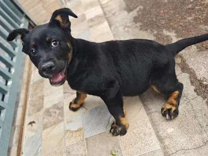Cachorro raça SRD-ViraLata idade 2 a 6 meses nome Cão encontrado na rua. não sei a raça 