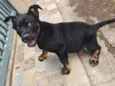Cão encontrado na rua. não sei a raça