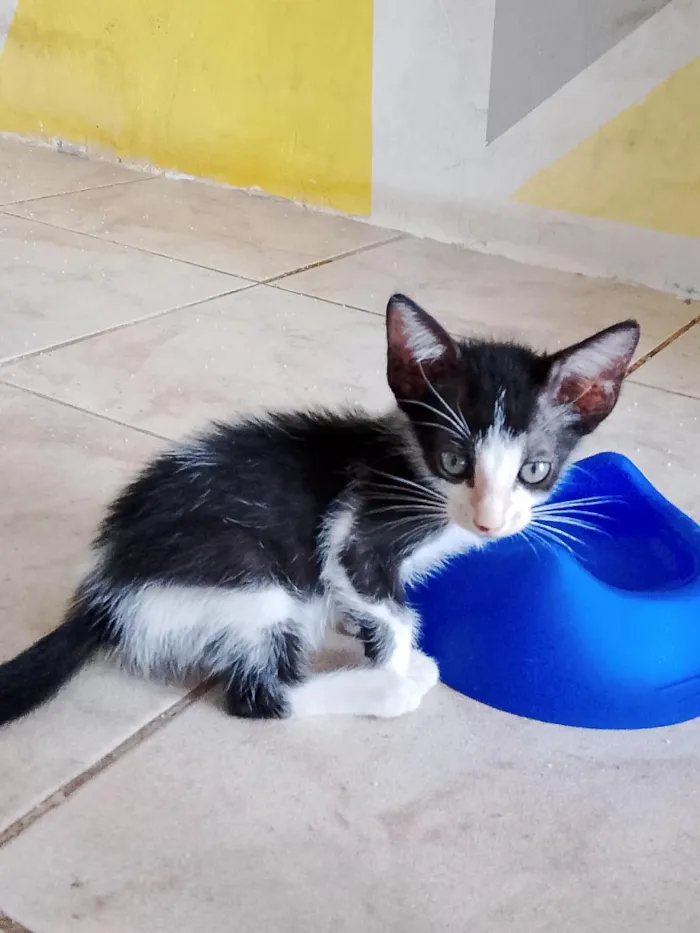 Gato raça SRD-ViraLata idade 2 a 6 meses nome ITA 