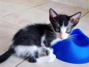 Gato raça SRD-ViraLata idade 2 a 6 meses nome ITA 
