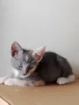 Jade 
