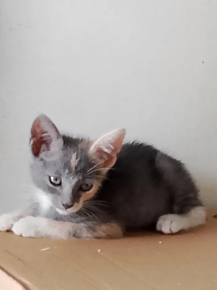 Gato raça SRD-ViraLata idade 2 a 6 meses nome Jade 
