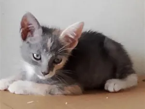Gato raça SRD-ViraLata idade 2 a 6 meses nome Jade 