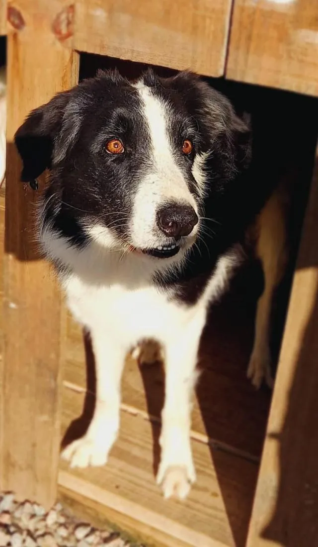 Cachorro raça SRD-ViraLata idade 6 ou mais anos nome Snoopy