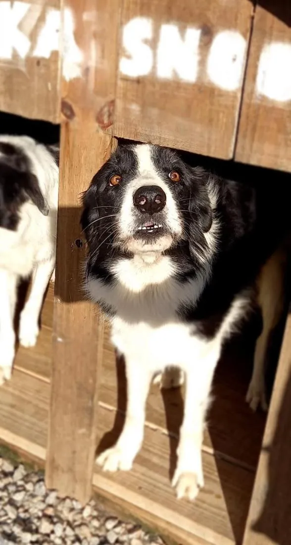 Cachorro raça SRD-ViraLata idade 6 ou mais anos nome Snoopy