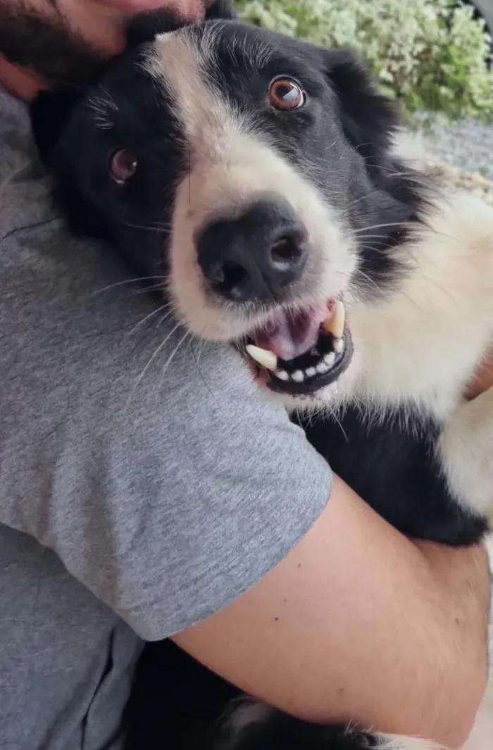 Cachorro raça SRD-ViraLata idade 6 ou mais anos nome Snoopy