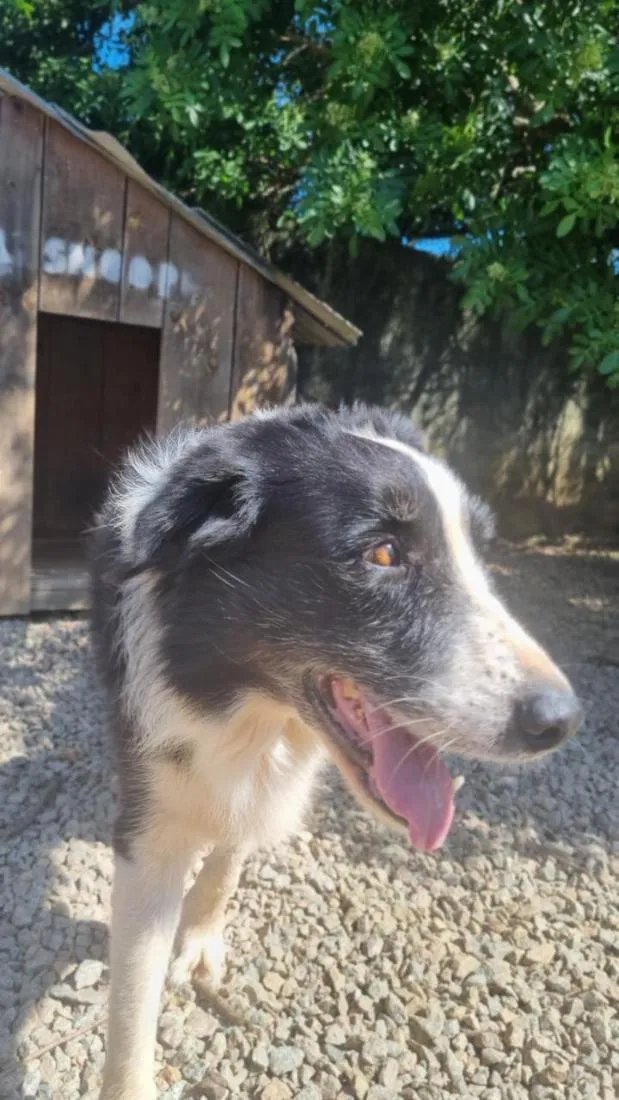 Cachorro raça SRD-ViraLata idade 6 ou mais anos nome Snoopy