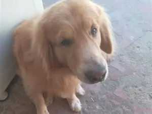 Cachorro raça Labrador idade 6 ou mais anos nome barry