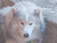 oliver