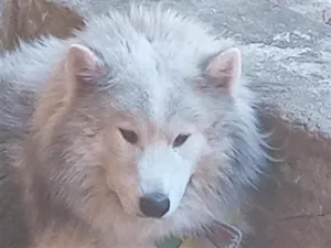 Cachorro raça Pastor Alemão idade 6 ou mais anos nome oliver