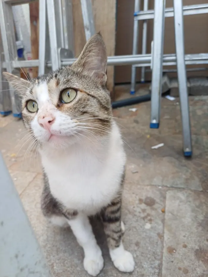 Gato raça SRD-ViraLata idade 1 ano nome Bruce