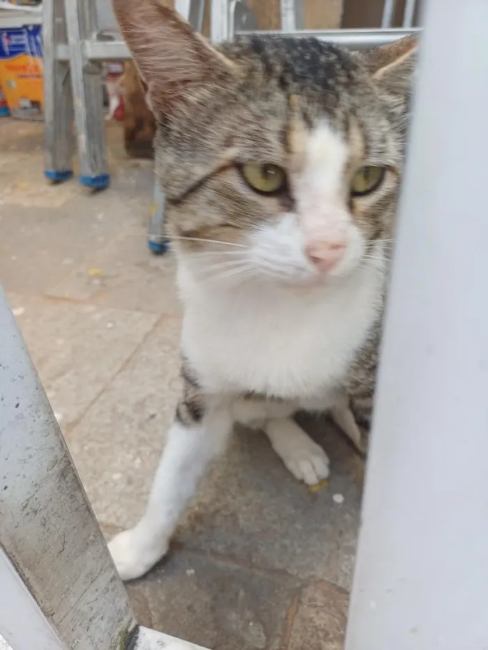 Gato raça SRD-ViraLata idade 1 ano nome Bruce