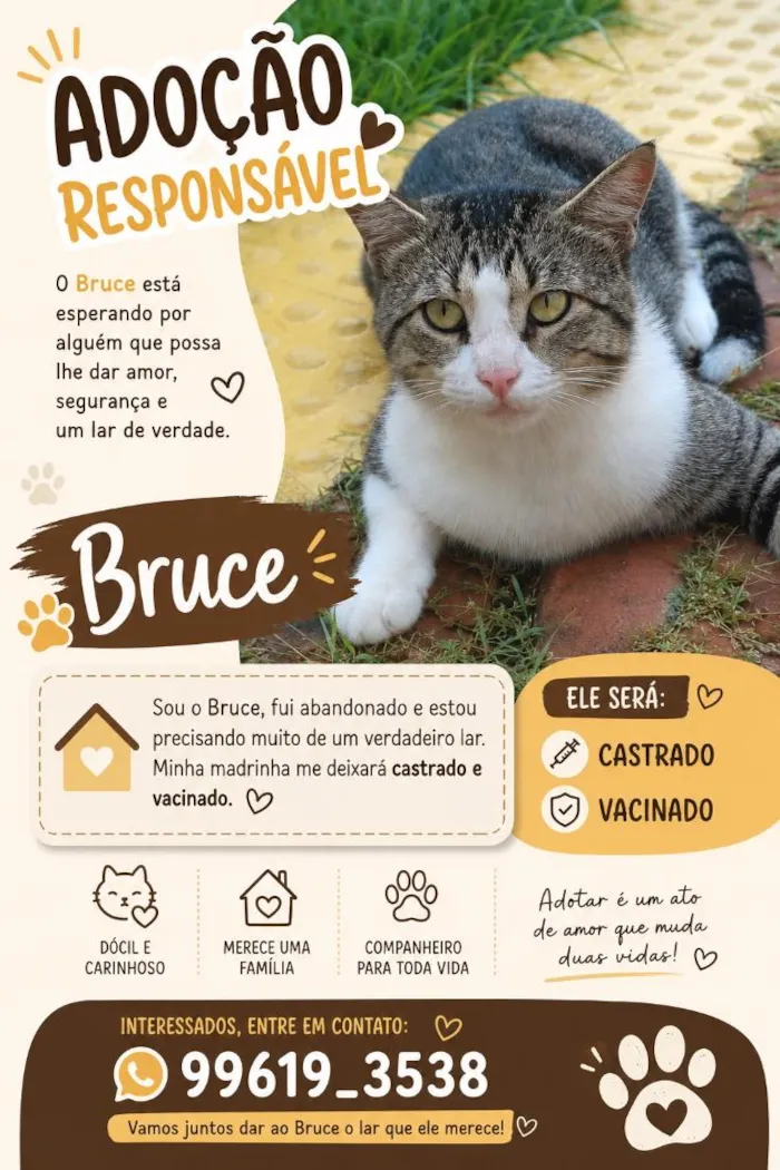 Gato raça SRD-ViraLata idade 1 ano nome Bruce