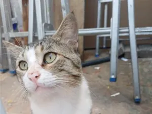Gato raça SRD-ViraLata idade 1 ano nome Bruce