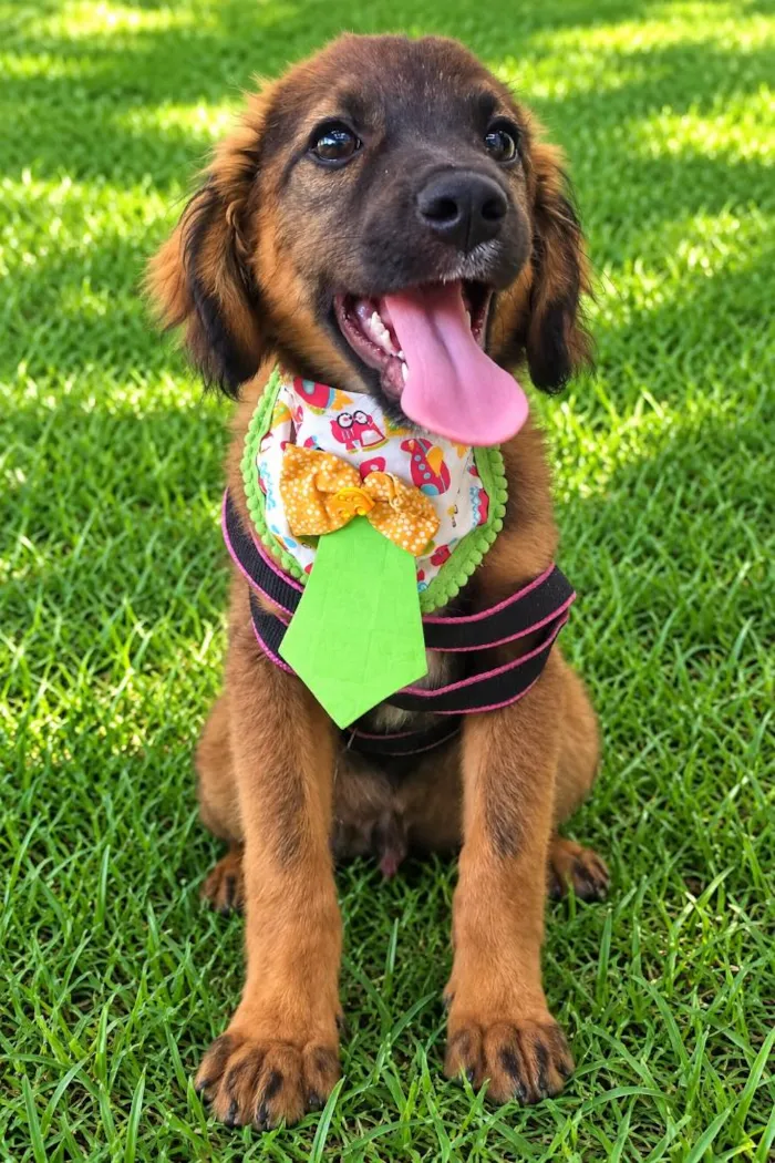Cachorro raça SRD-ViraLata idade 2 a 6 meses nome Bolinha