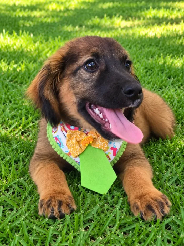 Cachorro raça SRD-ViraLata idade 2 a 6 meses nome Bolinha