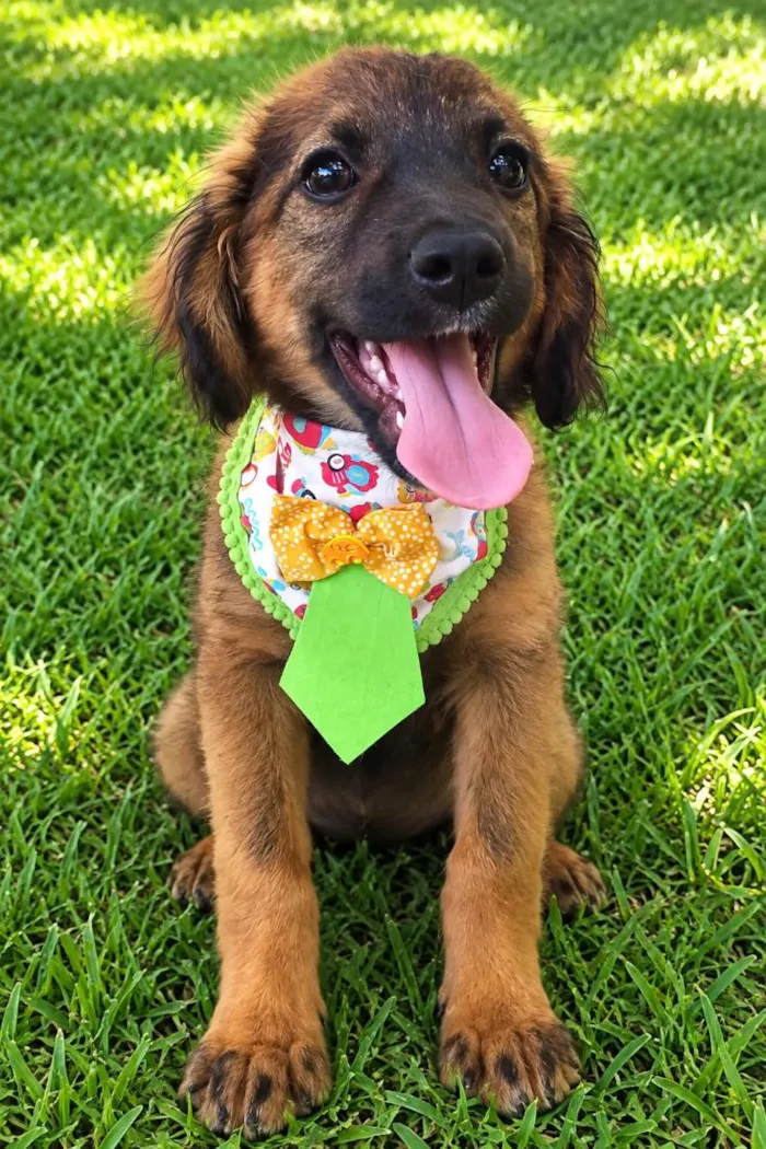 Cachorro raça SRD-ViraLata idade 2 a 6 meses nome Bolinha